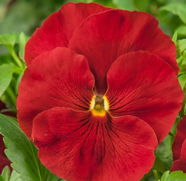 виола виттрока Viola wittrokiana